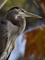 BlueHeron12.jpg
