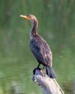 CormorantStump-300.jpg