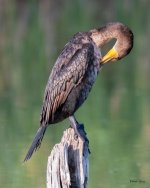CormorantStump-301.jpg