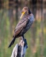 CormorantStump-302.jpg