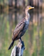 CormorantStump-303.jpg