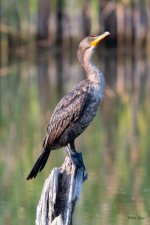 CormorantStump-304.jpg