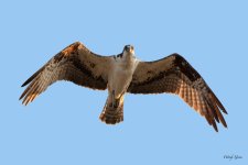 OspreyFlight-365.jpg