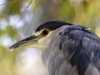 BlackHeron2.jpg