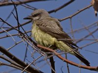 Kingbird2.jpg