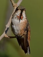 Hummer18.jpg
