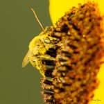 BeeSunflower-300.jpg