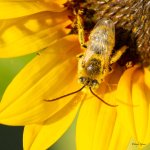 BeeSunflower-301.jpg