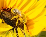 BeeSunflower-302.jpg