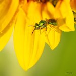 BeeSunflower-303.jpg