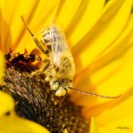 BeeSunflower-304.jpg