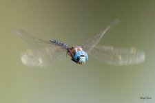 DFFlight-300.jpg
