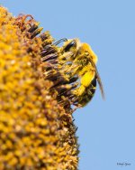 BeeSunflower-310.jpg