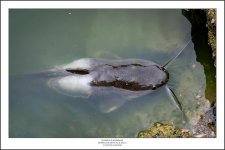 at a pond-1.jpg