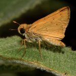 Skipper.jpg