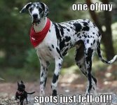spot.jpg