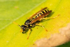 Wasp-350.jpg