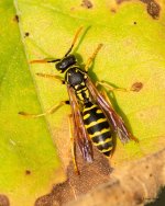 Wasp-351.jpg
