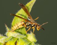 Wasp-352.jpg