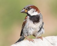 HouseSparrow-310.jpg