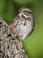 Sparrow3.jpg