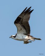 OspreyFlight-360.jpg