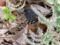 SpottedTowhee4.jpg