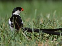 Whydah3.jpg