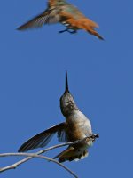 Hummer12.jpg