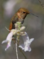 Hummer29.jpg