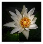 white one-1.jpg