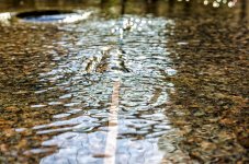 August13water.jpg