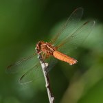 Dragonfly.jpg