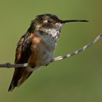Hummer7.jpg
