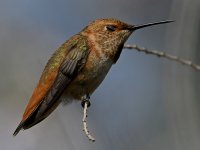Hummer30.jpg