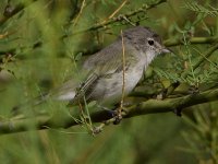 Vireo.jpg