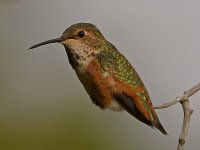 Hummer8.jpg