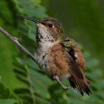 Hummer18.jpg
