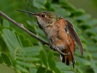 Hummer35.jpg