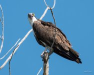 Osprey-370.jpg
