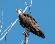 Osprey-371.jpg