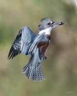 Kingfisher-330.jpg