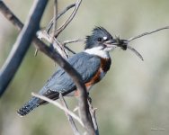 Kingfisher-331.jpg