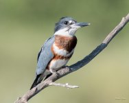 Kingfisher-332.jpg