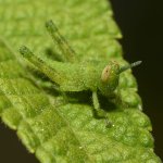Hopper2.jpg
