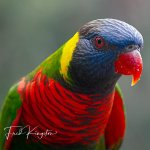 Parrot1.jpg