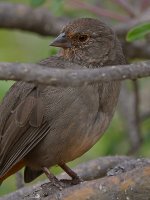 Towhee2.jpg