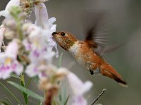Hummer9.jpg