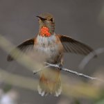 Hummer14.jpg