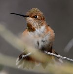 Hummer17.jpg